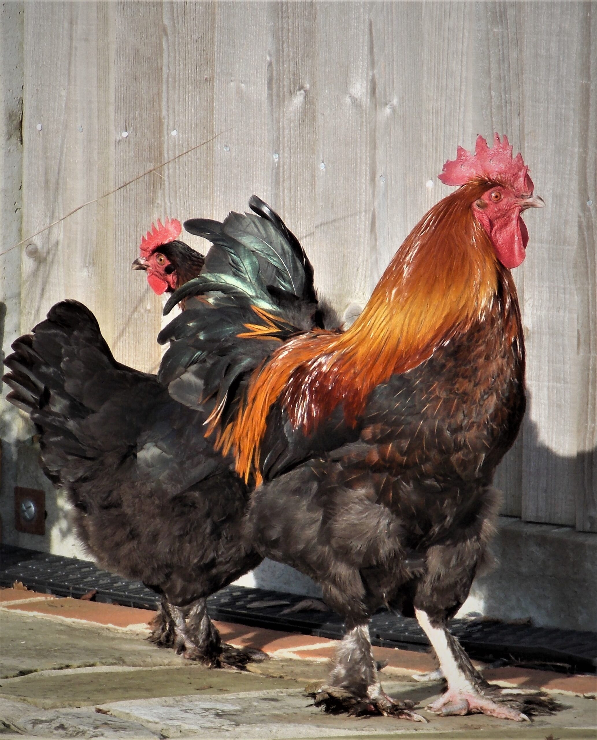 black copper maran for sale