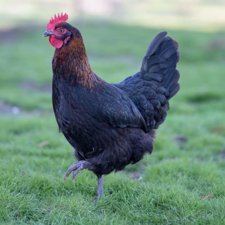 French Black Copper Marans Alchemist Line Alchemist Farm