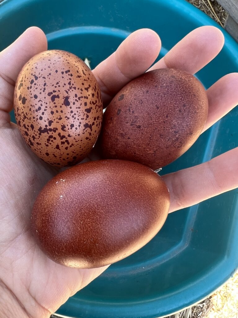 French Black Copper Marans Alchemist Line Alchemist Farm
