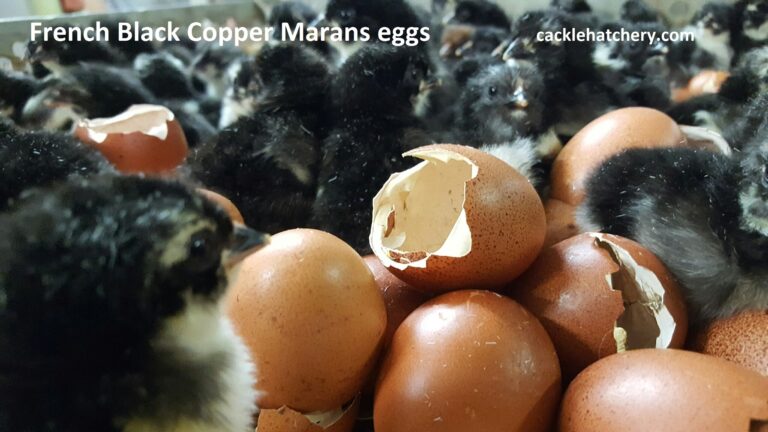 French Black Copper Marans Fertile Hatching Eggs For Sale Fresh Fertile Eggs Cackle Hatchery