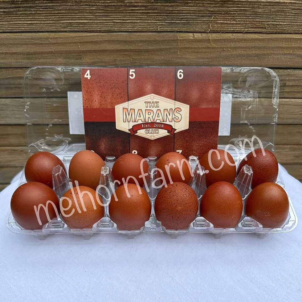 french black copper maran hatching eggs
