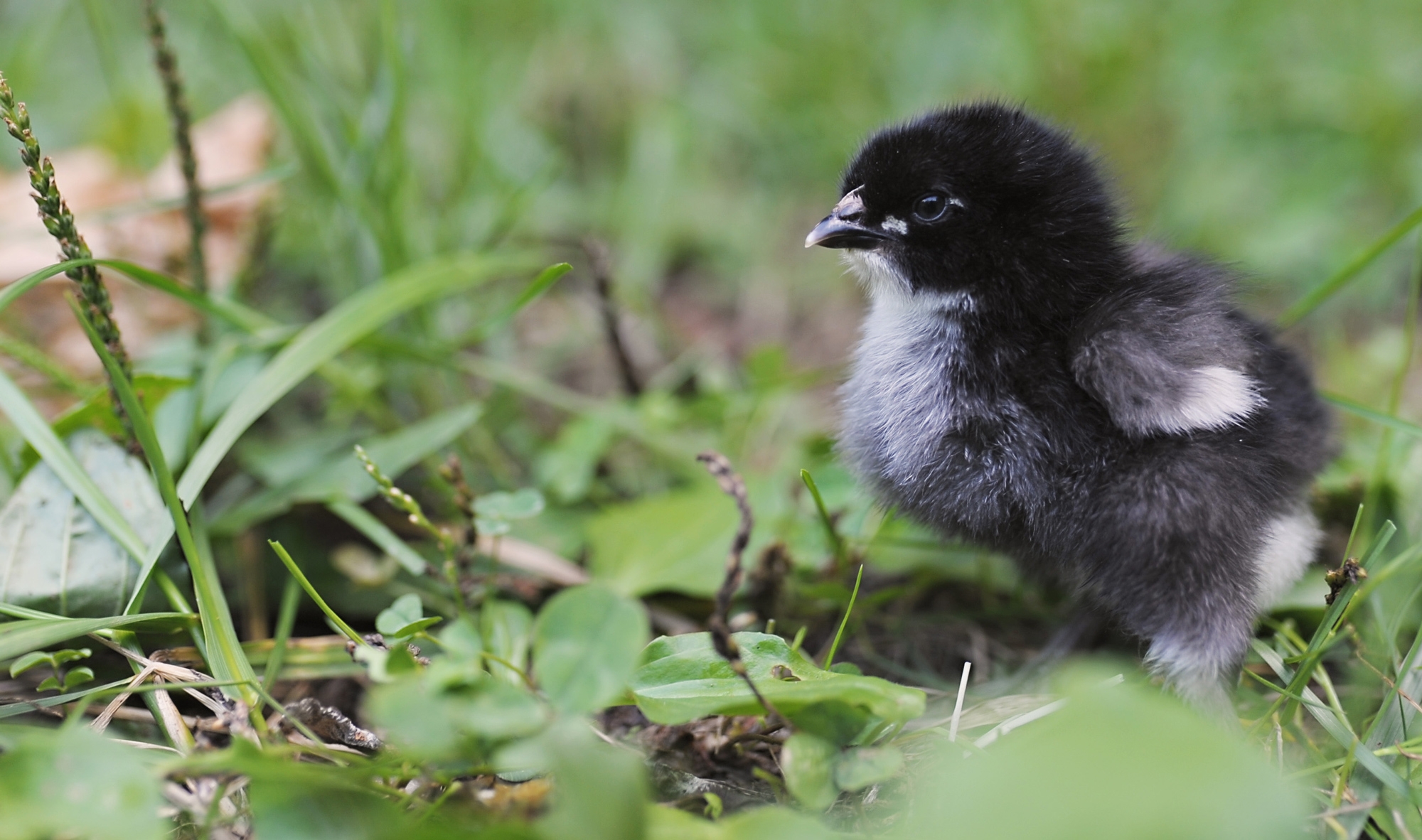 french black copper maran chickens