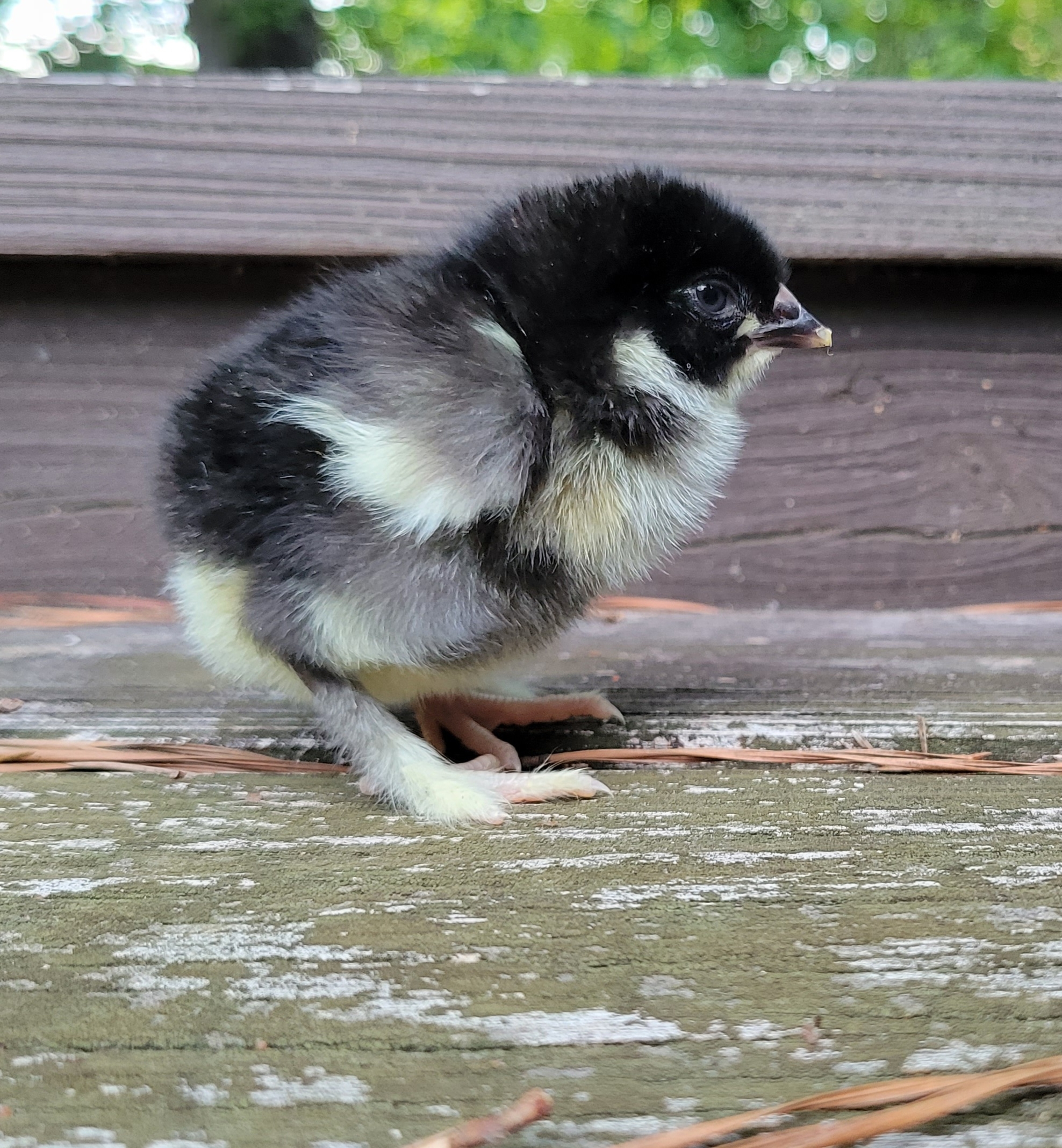 French Black Copper Marans The Pasture Farms