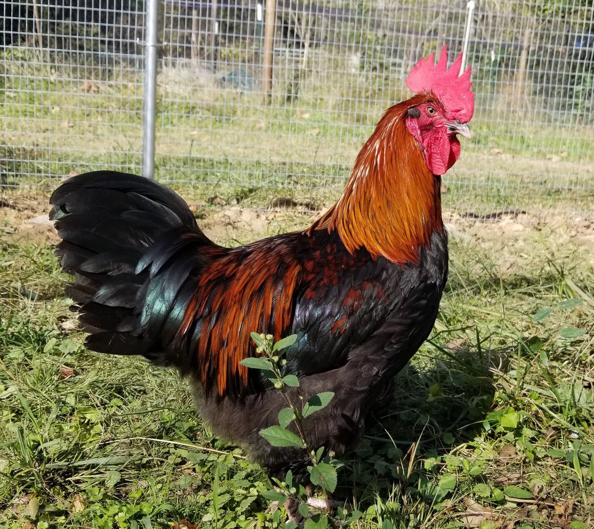 French Black Copper Marans The Pasture Farms