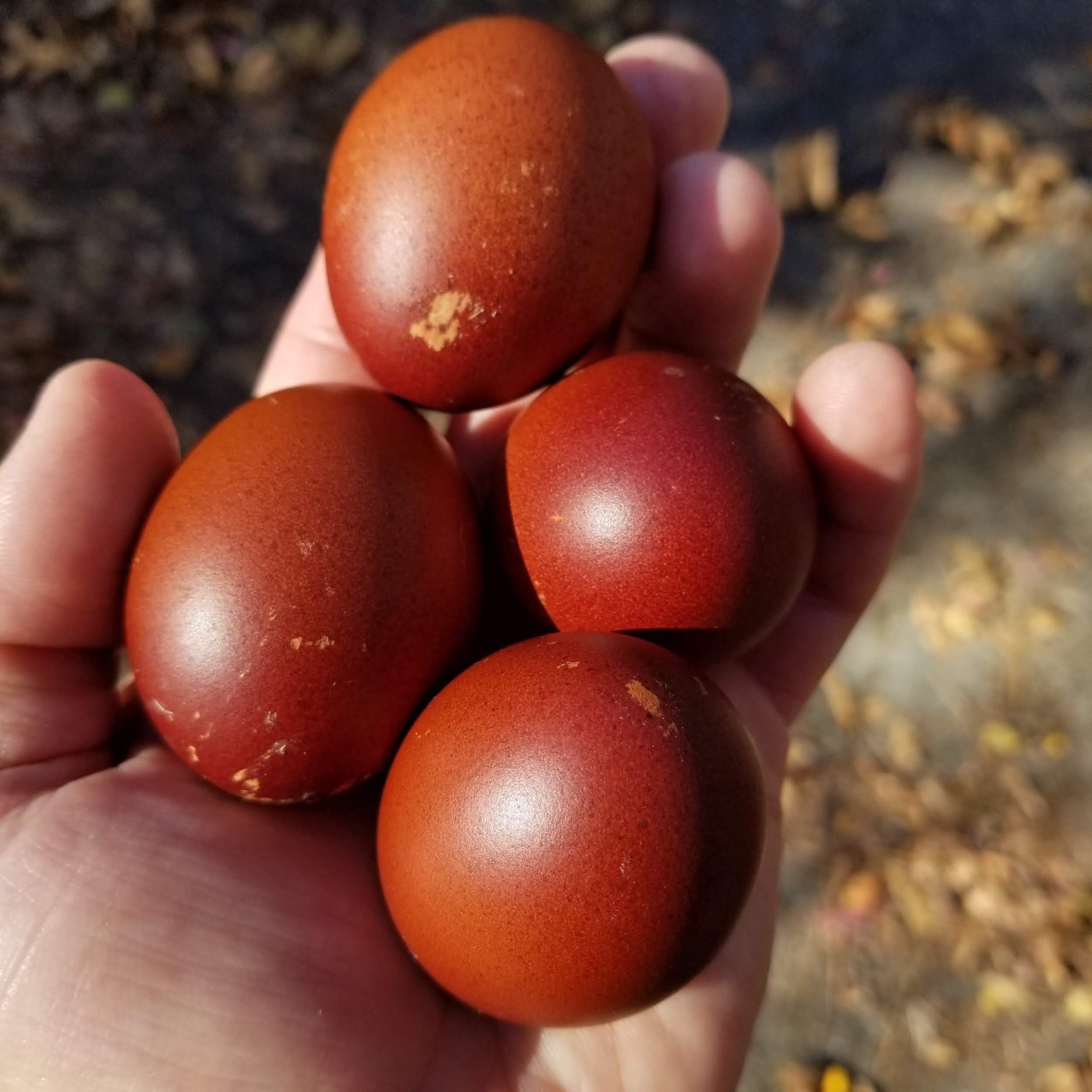 French Black Copper Marans The Pasture Farms