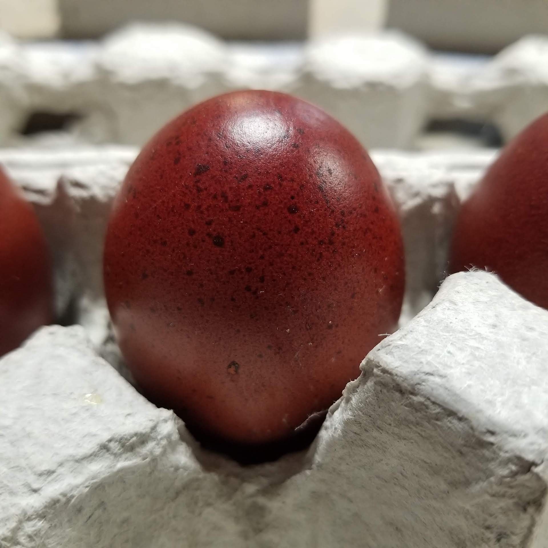 French Black Copper Marans The Pasture Farms