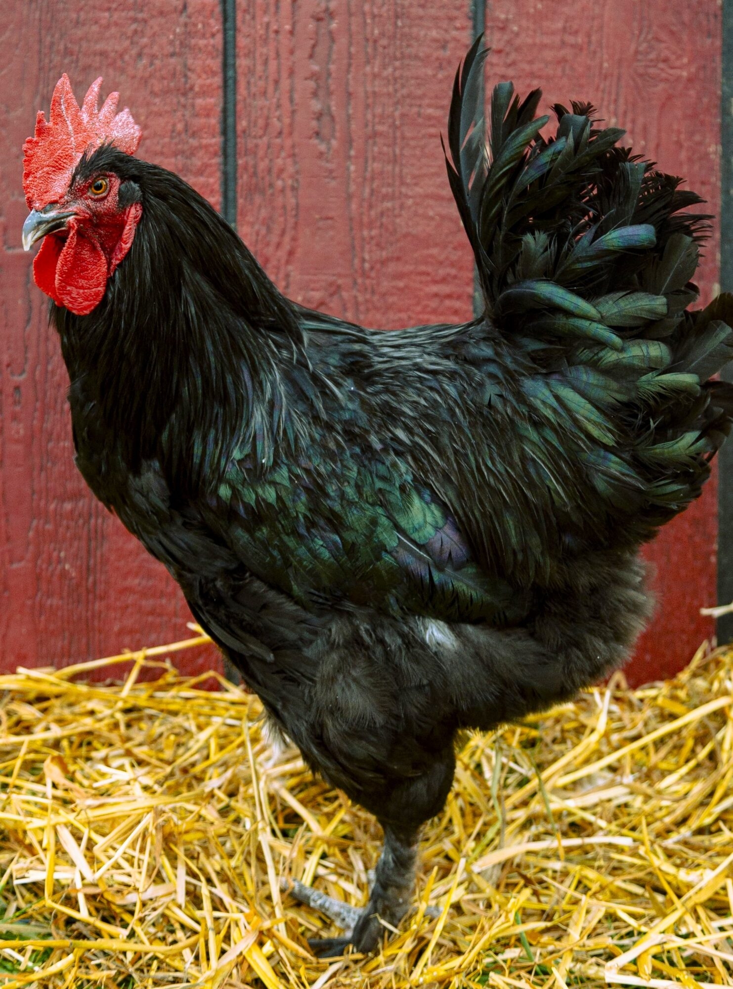 French Black Marans Dark Brown Egg Layer Cackle Hatchery 