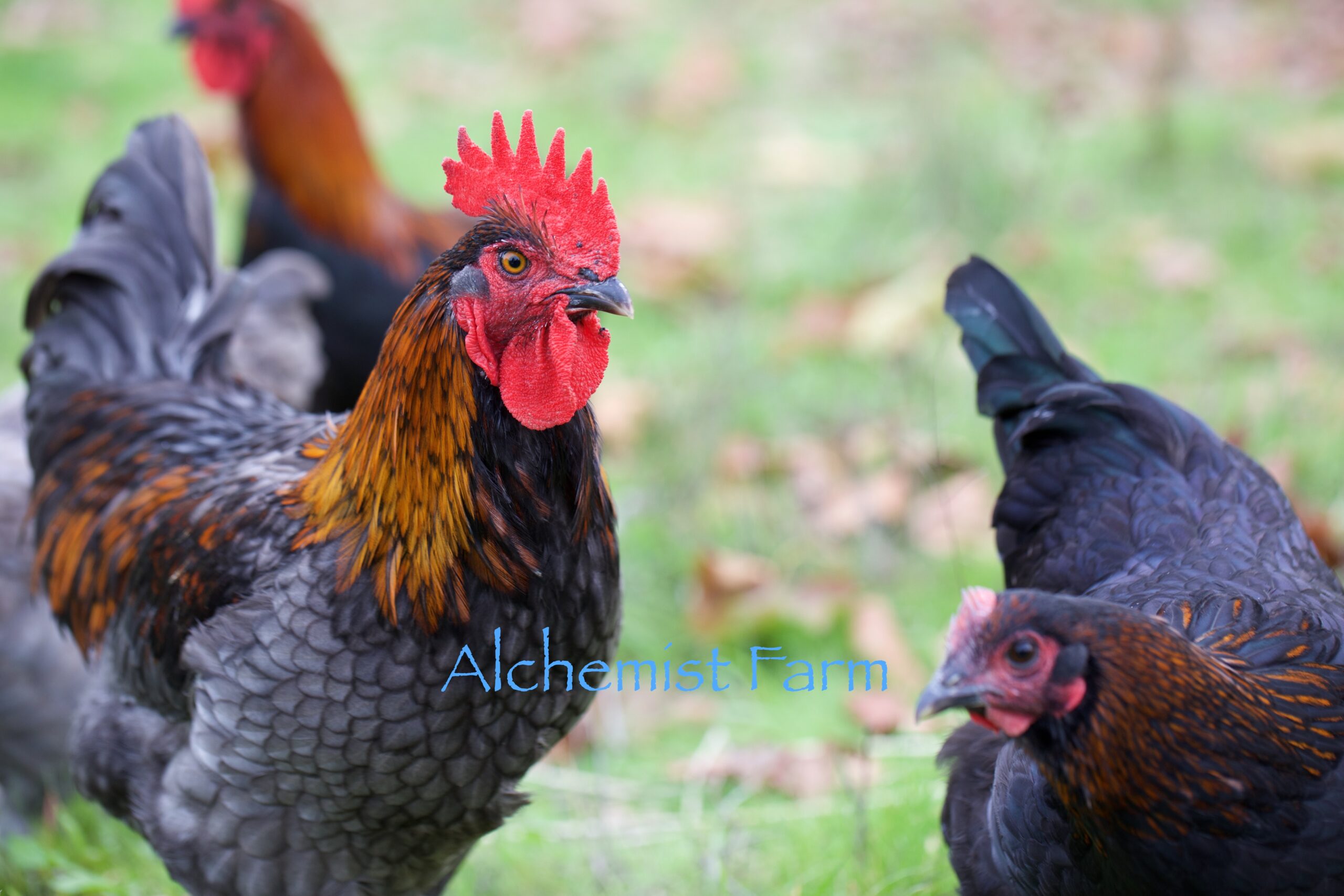 black copper maran hen vs rooster
