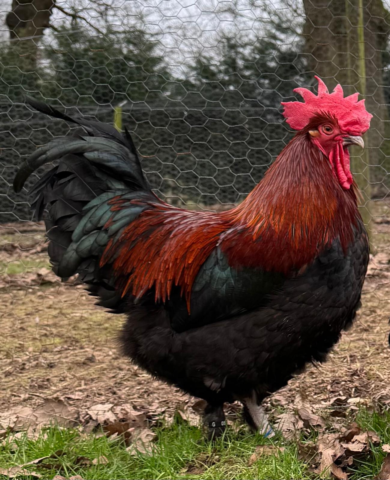 French Copper Black Maran Large Fowl Chickens For Sale