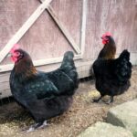 French Marans Chickens Dark Brown Egg Layers Fresh Eggs Daily Lisa Steele
