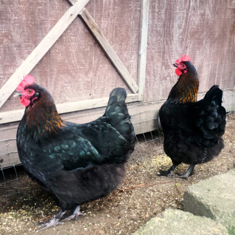 French Marans Chickens Dark Brown Egg Layers Fresh Eggs Daily Lisa Steele
