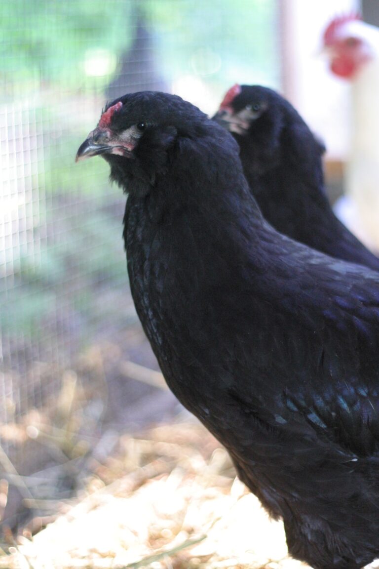Get To Know Our Breeds At Silver Fox Farm Silver Fox Farm