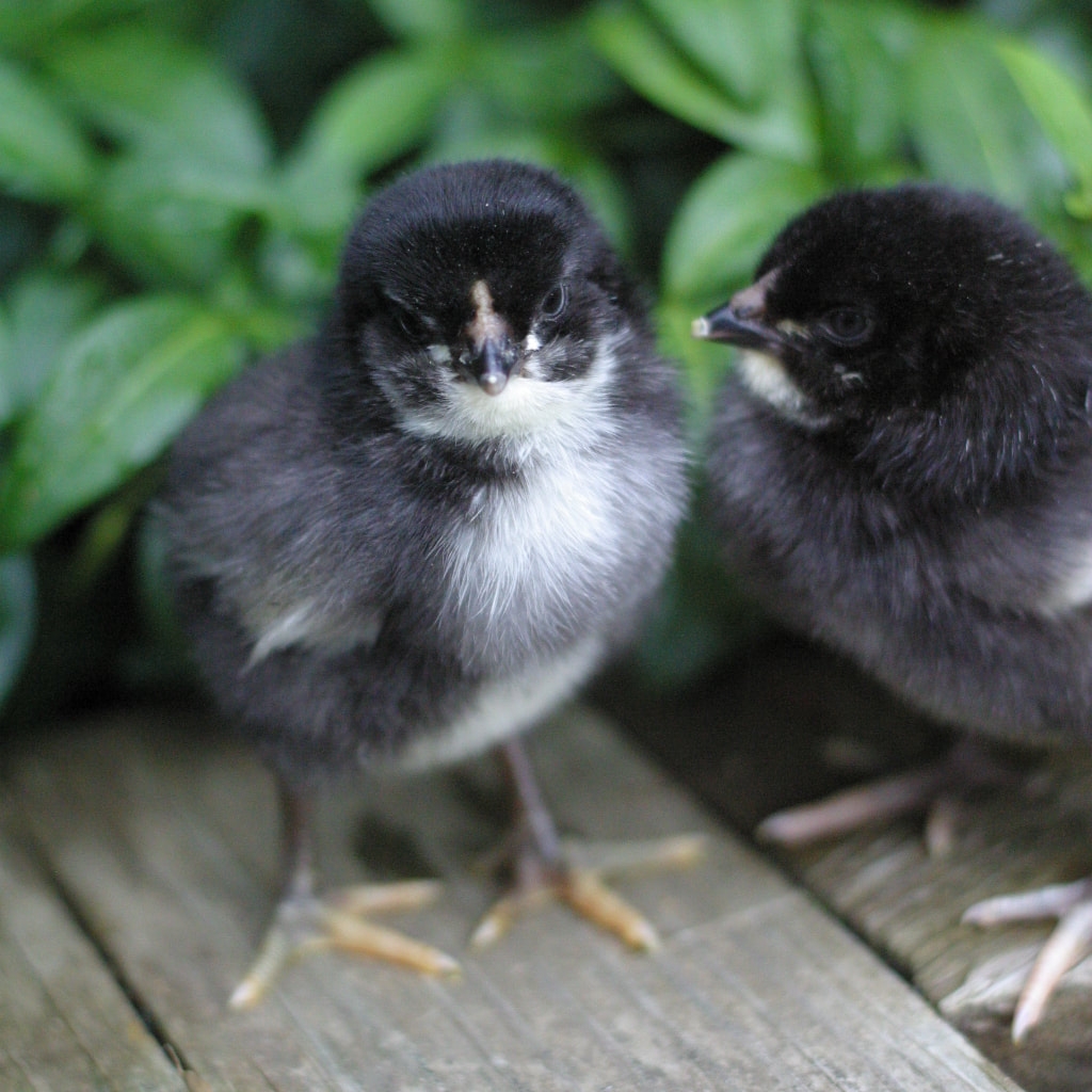 Get To Know Our Breeds At Silver Fox Farm Silver Fox Farm