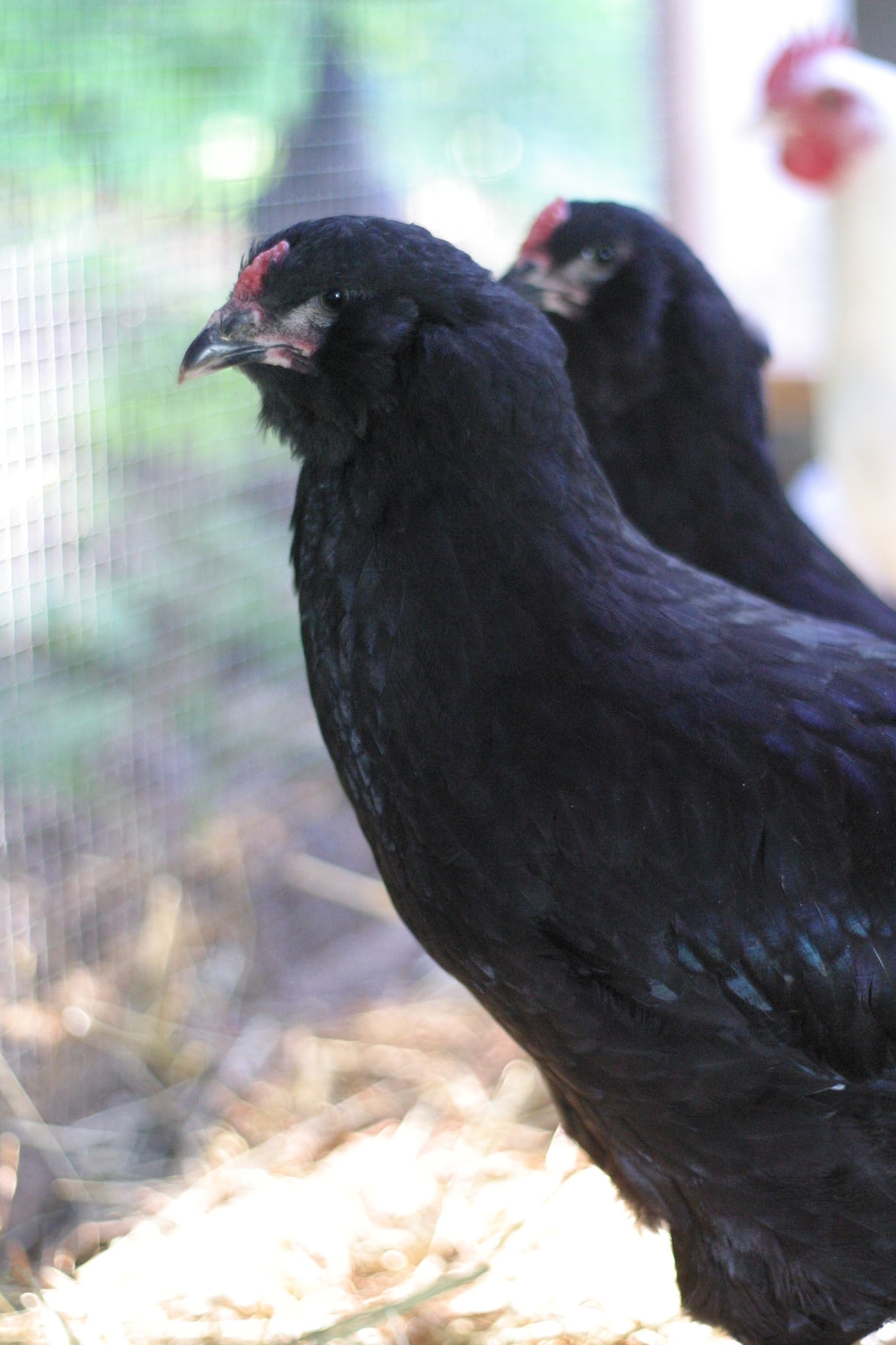 Get To Know Our Breeds At Silver Fox Farm Silver Fox Farm