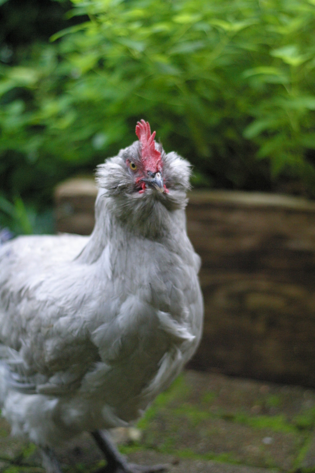 Get To Know Our Breeds At Silver Fox Farm Silver Fox Farm