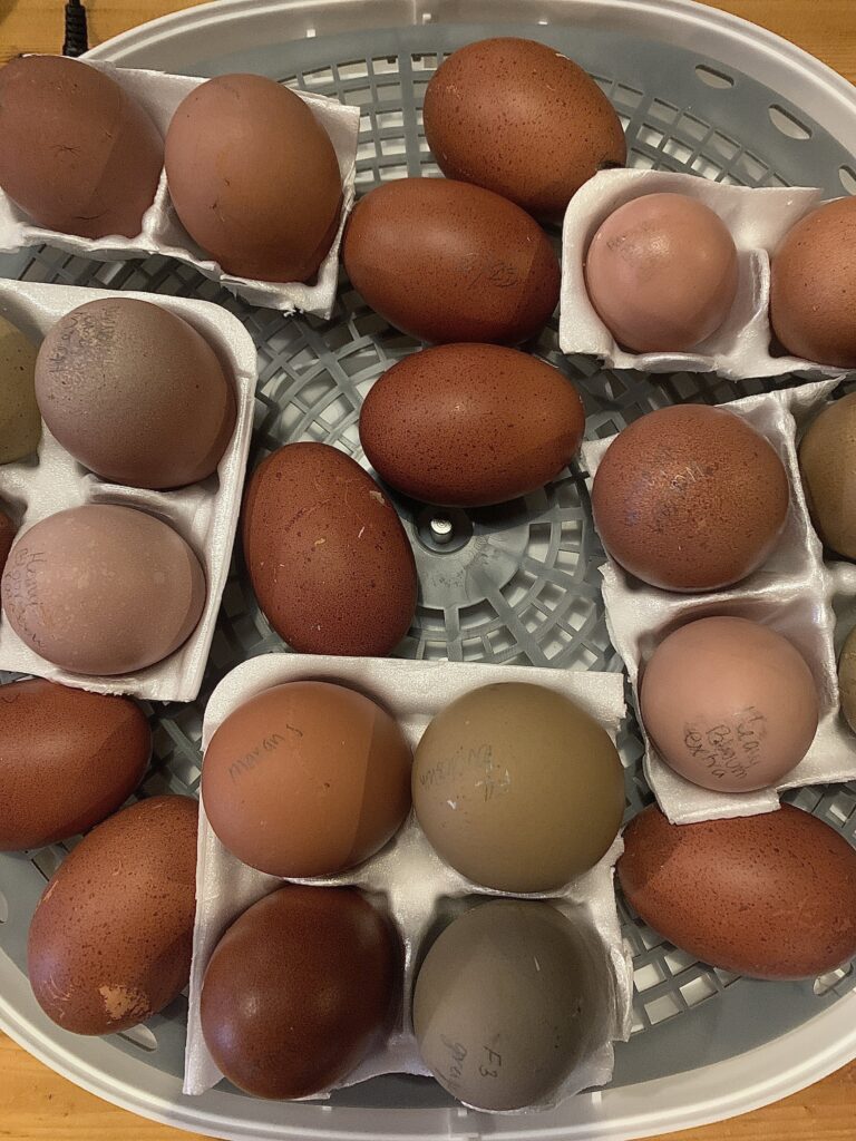 Hatching Darker Eggs Black Copper Marans Our Nook Of The Woods