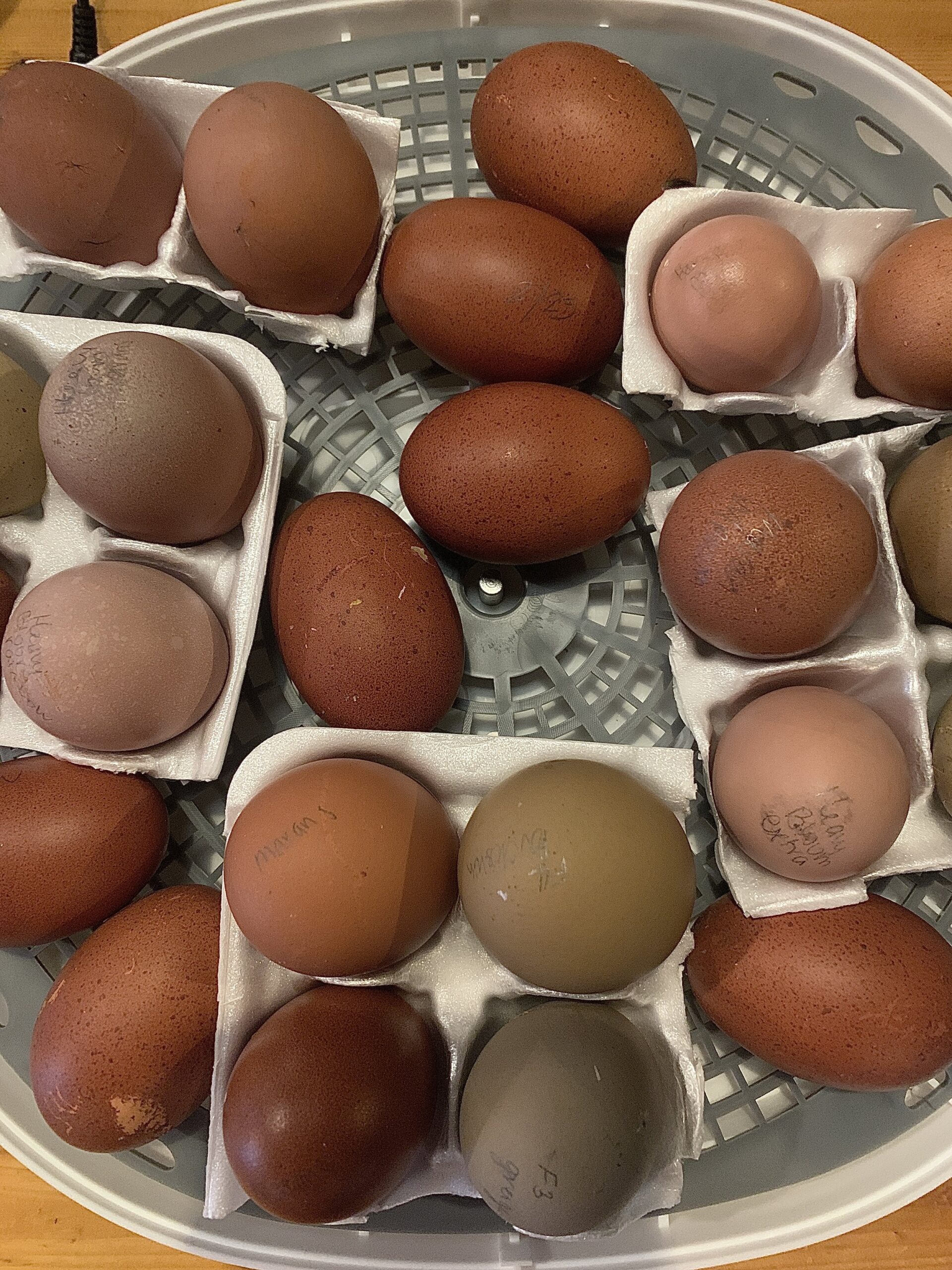 Hatching Darker Eggs Black Copper Marans Our Nook Of The Woods