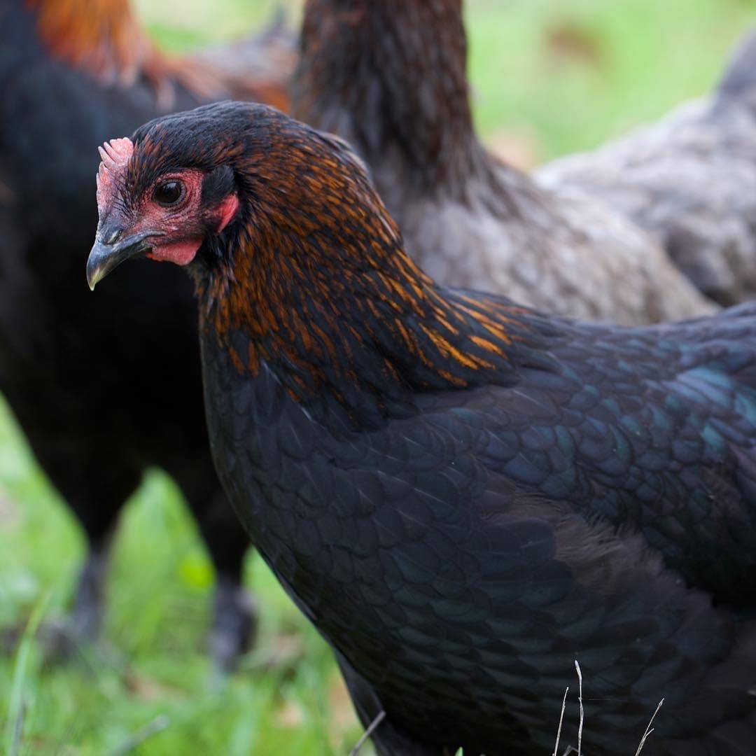 History Of The French Black Copper Marans Alchemist Farm