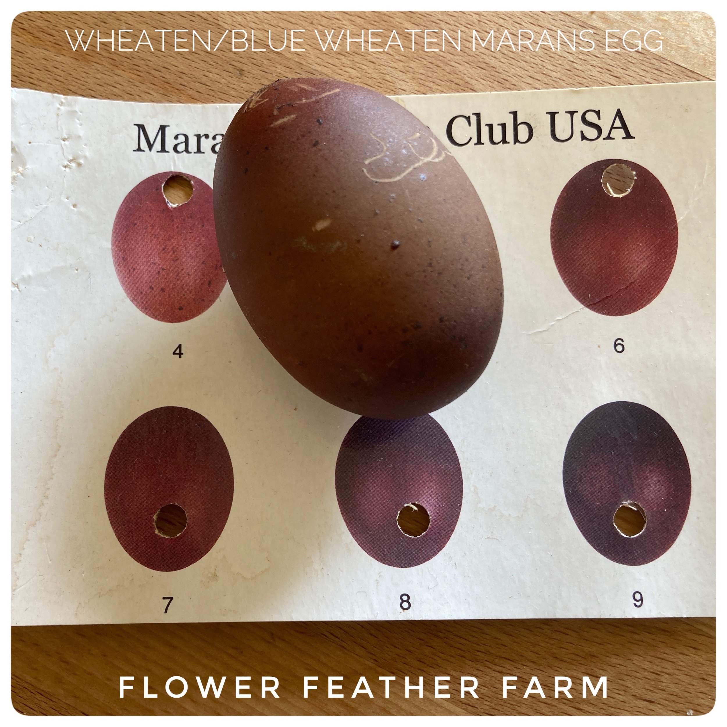 Incubating Tips For Healthy Chicks Best Incubator How To Candle When To Candle Pictures Of Candling Bad Day 10 Egg Good Day 10 Egg Bad Day 18 Egg Good Day 18 Egg 
