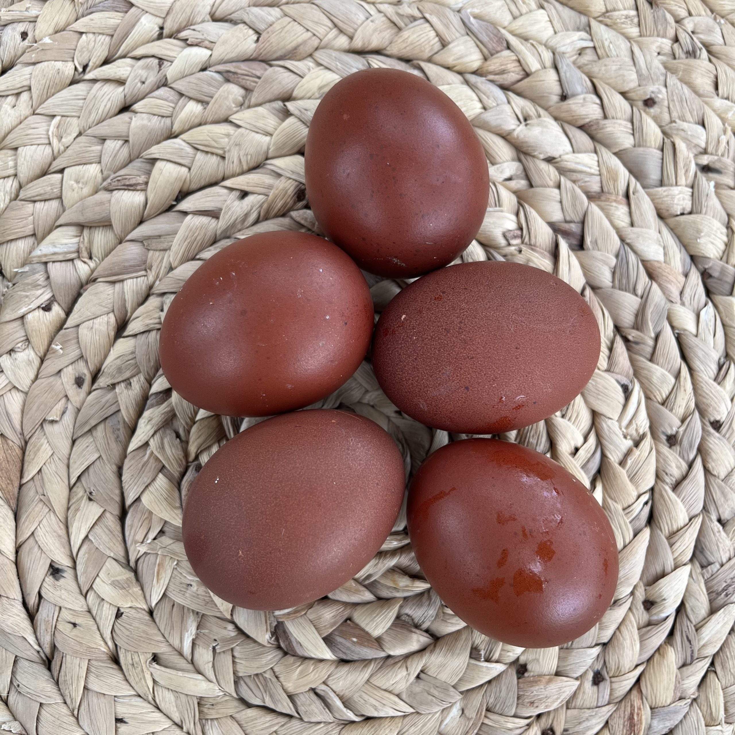 black copper maran chicken eggs