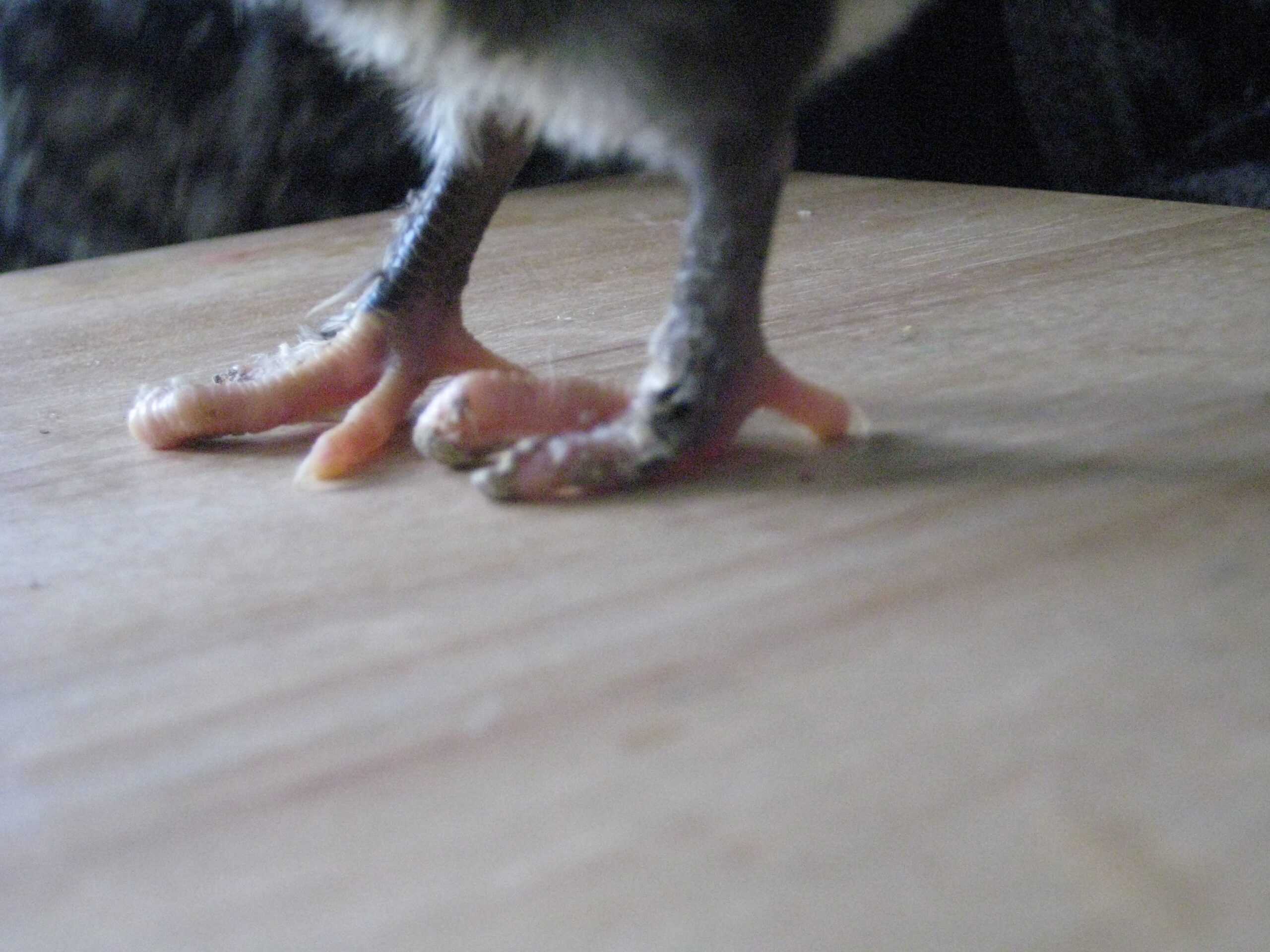 black copper maran feathered feet