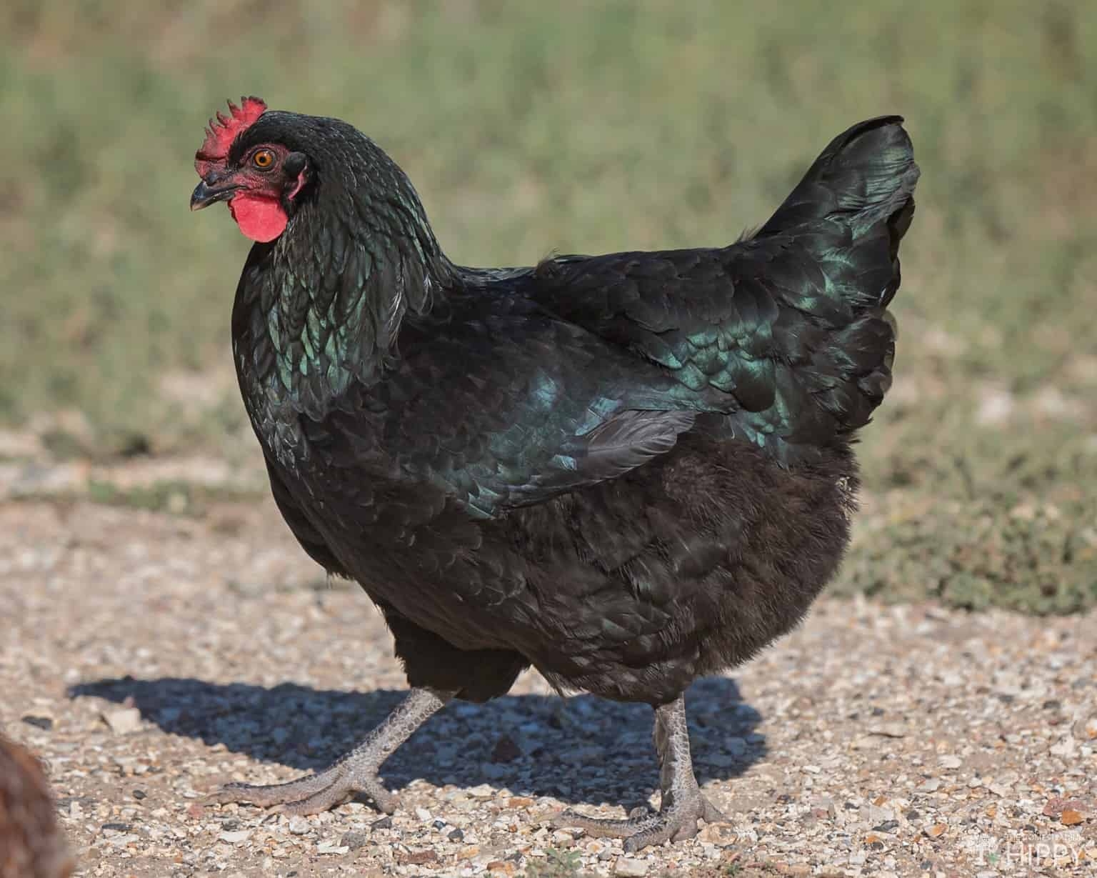 Marans Chicken Breed What You Need To Know