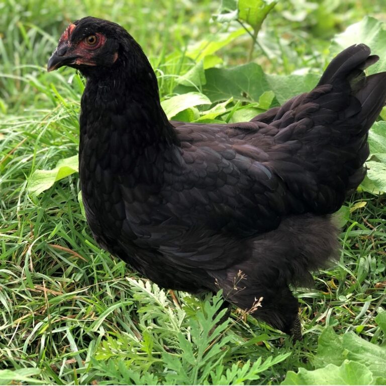 Marans Flockjourney