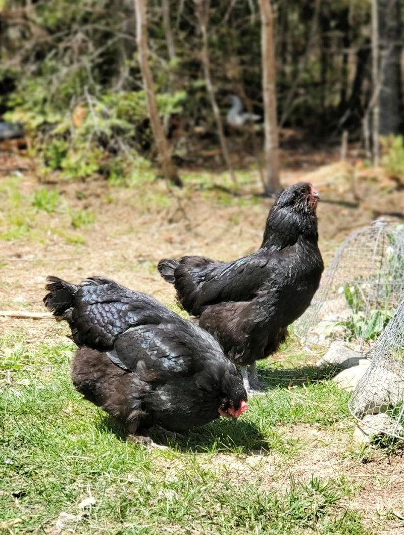 black copper maran ameraucana cross