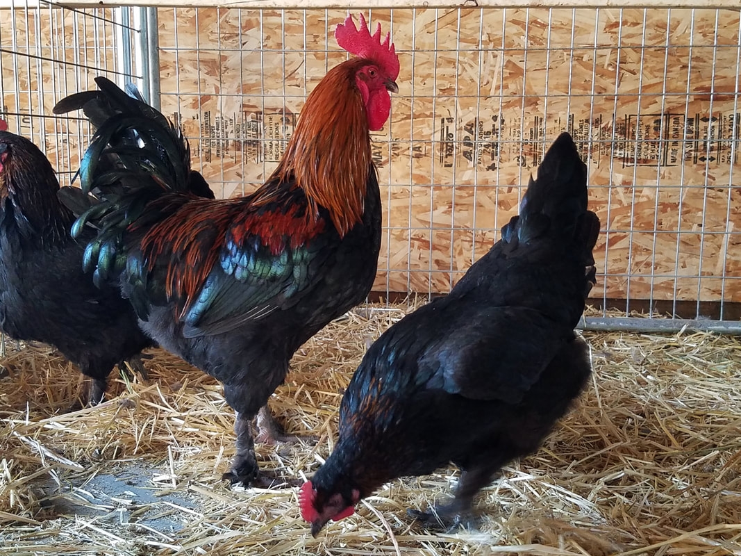 Poultry Breeds