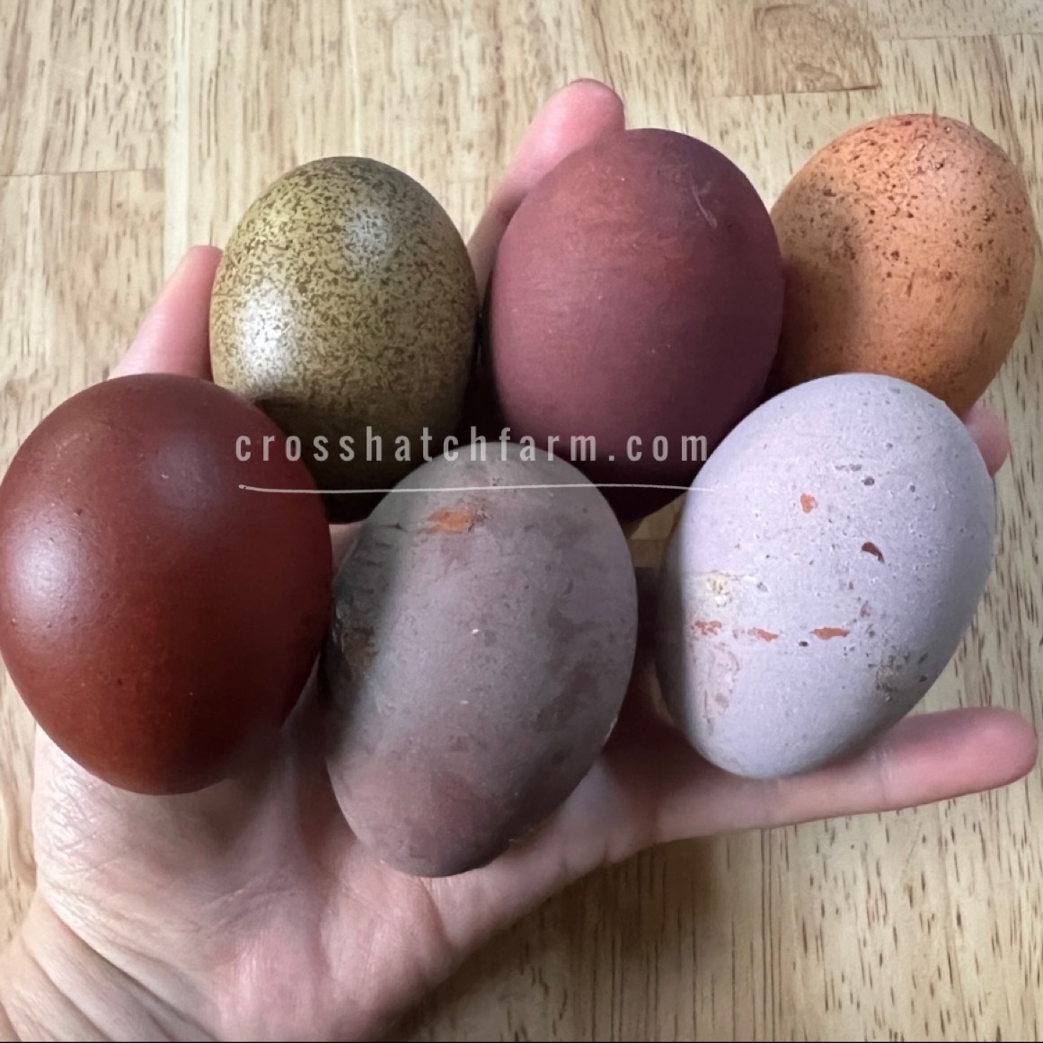 SOLD OUT Purple Copper Black Copper Marans Heavy Bloom Line Crosshatch Farm