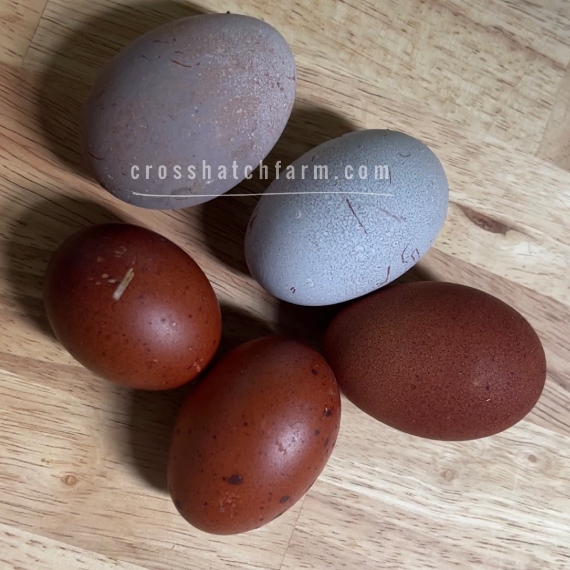 black copper maran eggs for sale