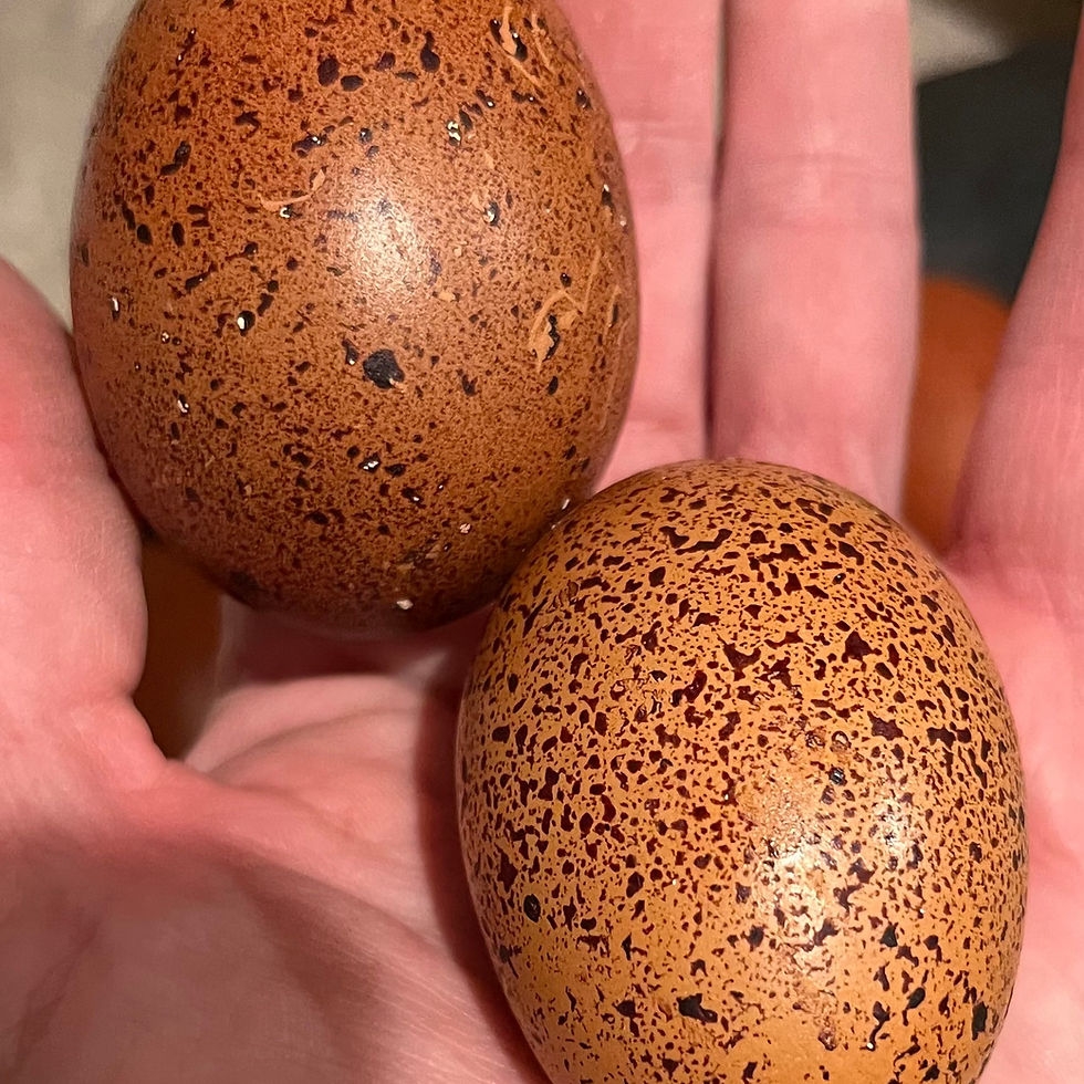 black copper maran eggs pictures