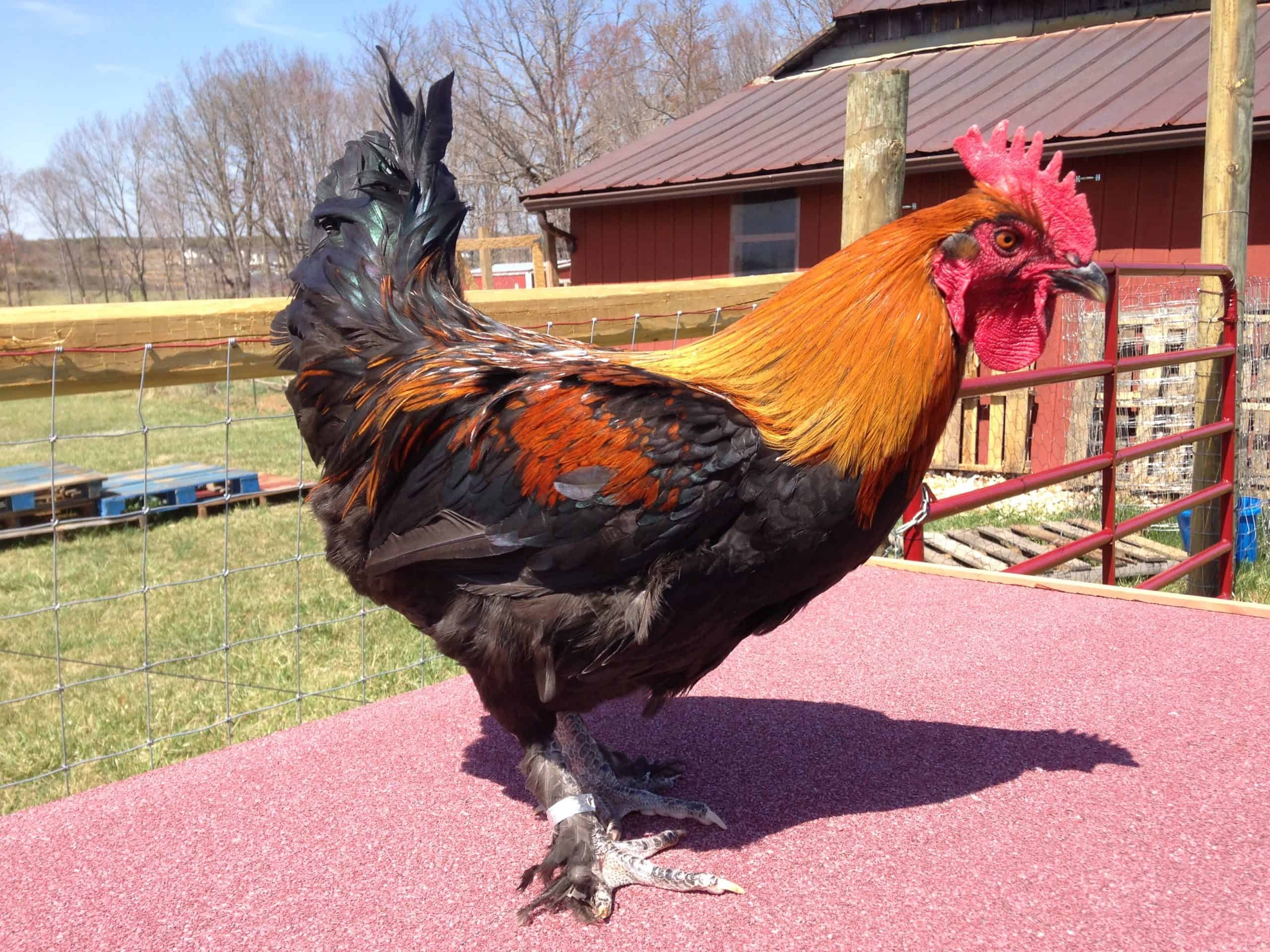 The Ultimate Guide On Black Copper Marans Mranimal Farm