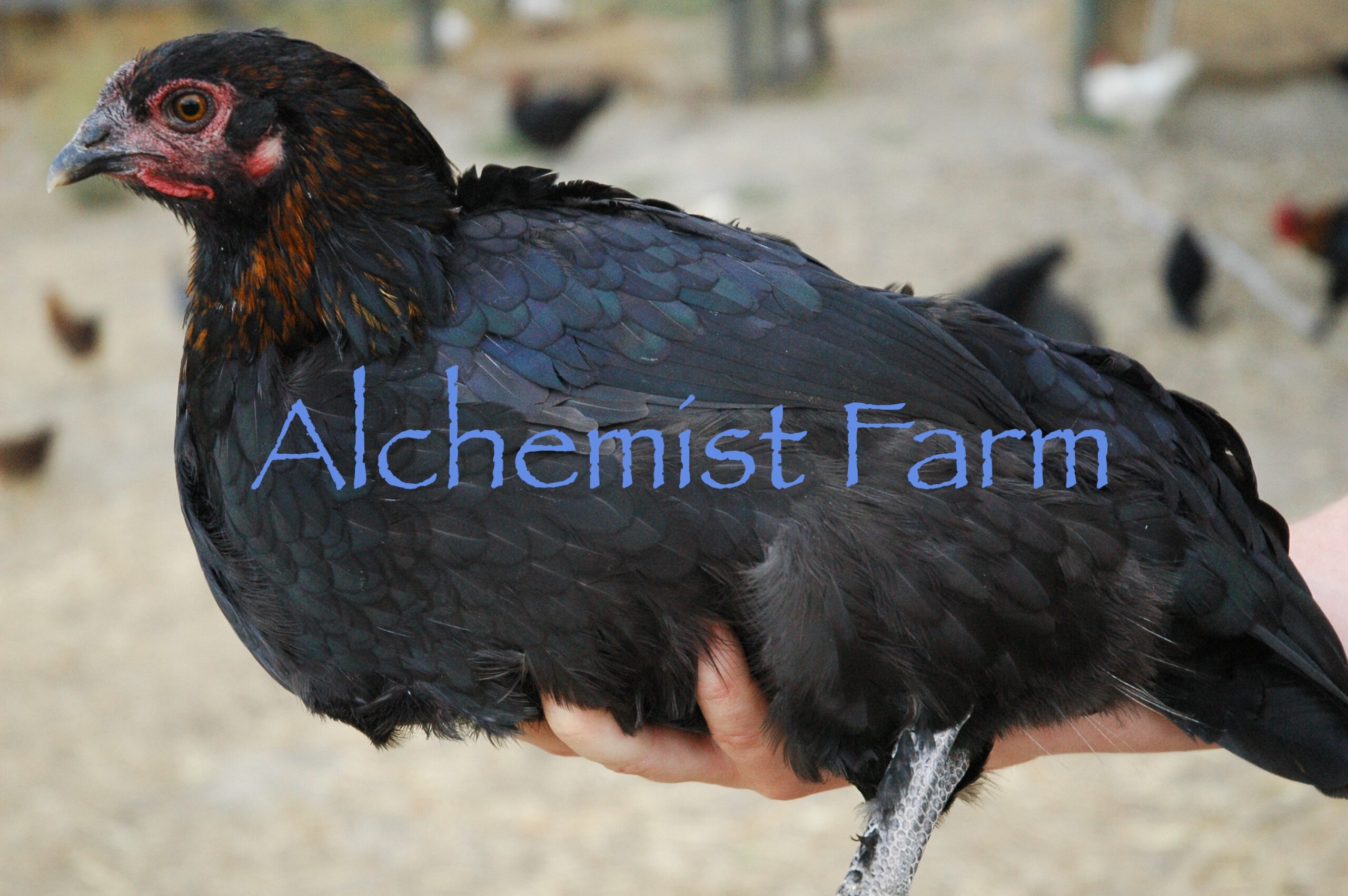 Those Are Some Olive Eggs Alchemist Farm