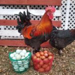 Woodbury Hatchery Black Copper And Blue Marans
