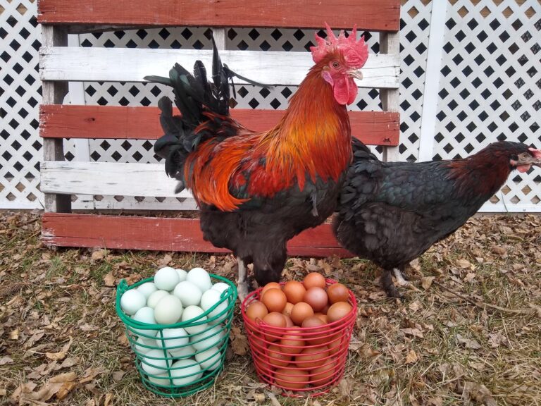 Woodbury Hatchery Black Copper And Blue Marans