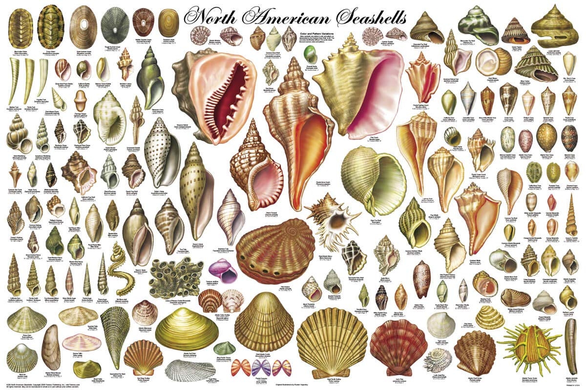 Amazon 123Posters 24x36 Laminated North American Sea Shells Educational Chart Poster Posters Prints