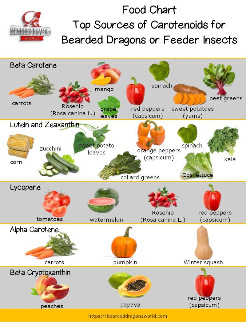 Brighten A Bearded Dragons Color With Carotenoids