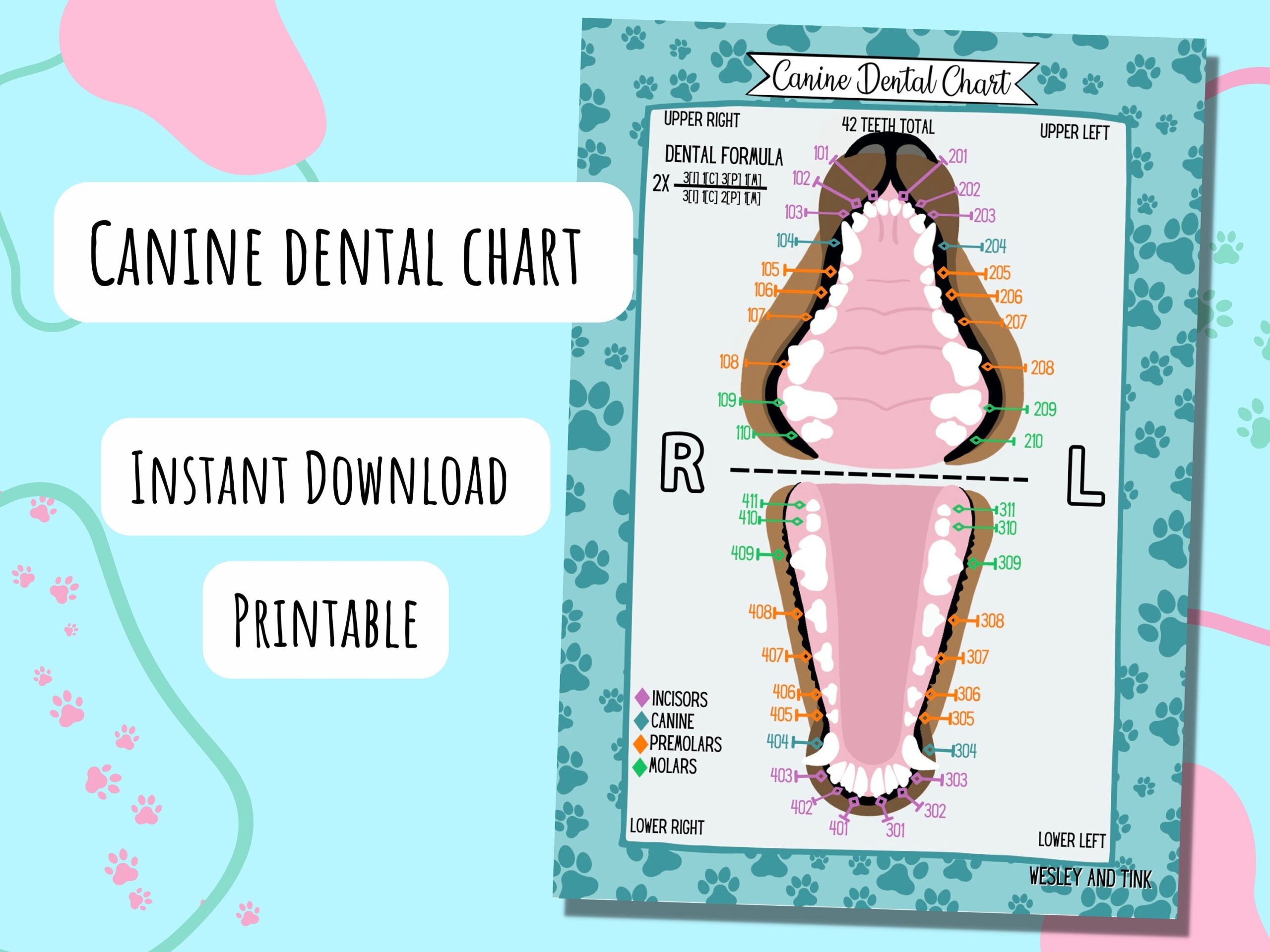 Canine Dental Chart DIGITAL DOWNLOAD Printable Poster Reference Card Study Vet Veterinary Etsy