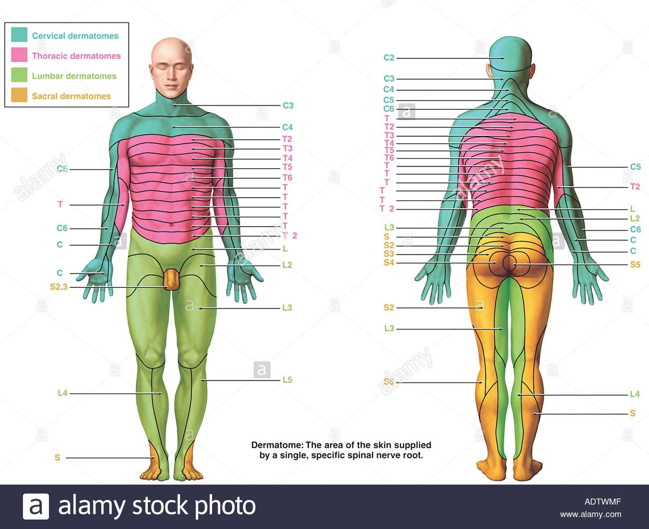 printable dermatome chart