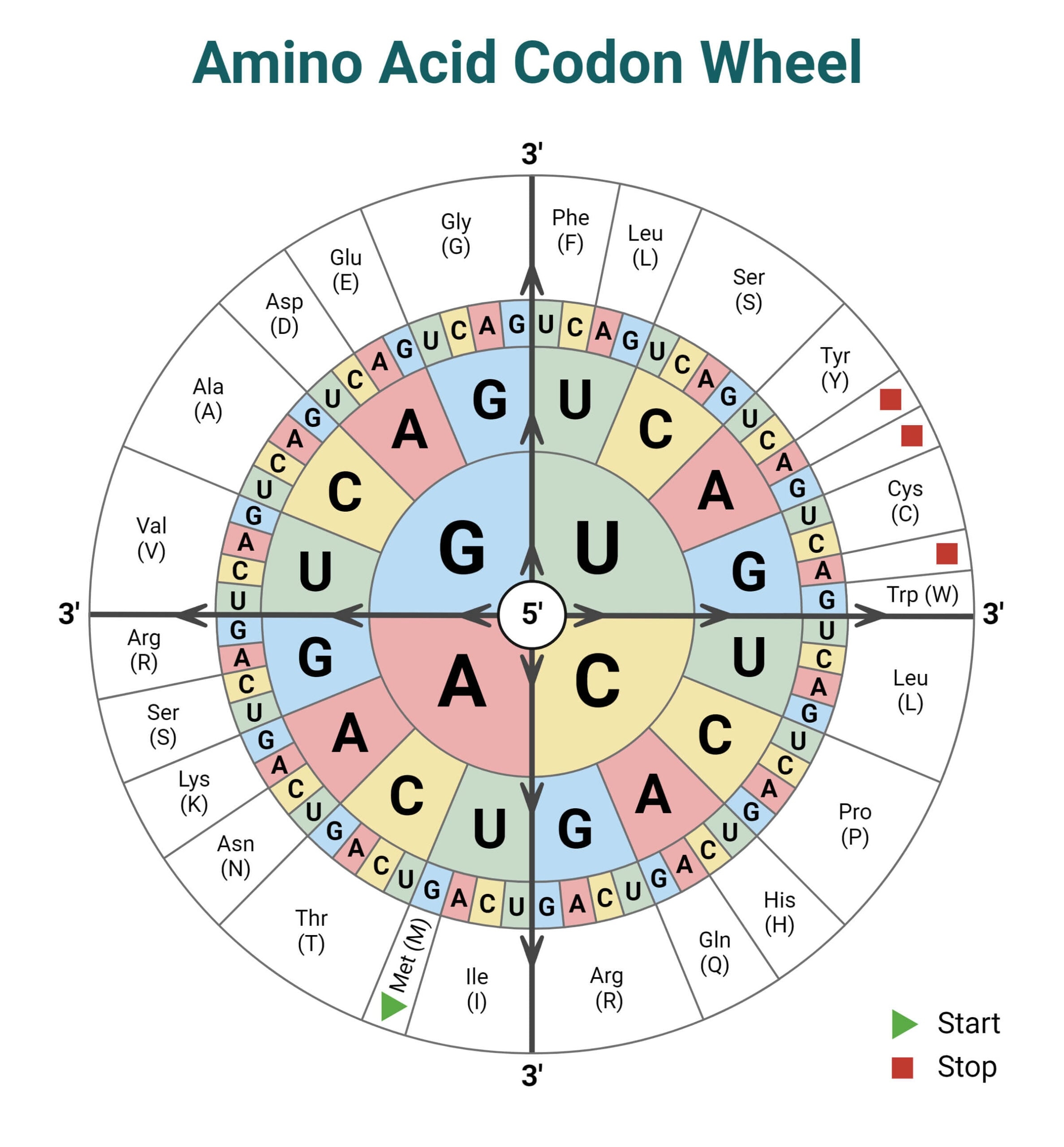 Codon Chart Table Amino Acids RNA Wheel Explained