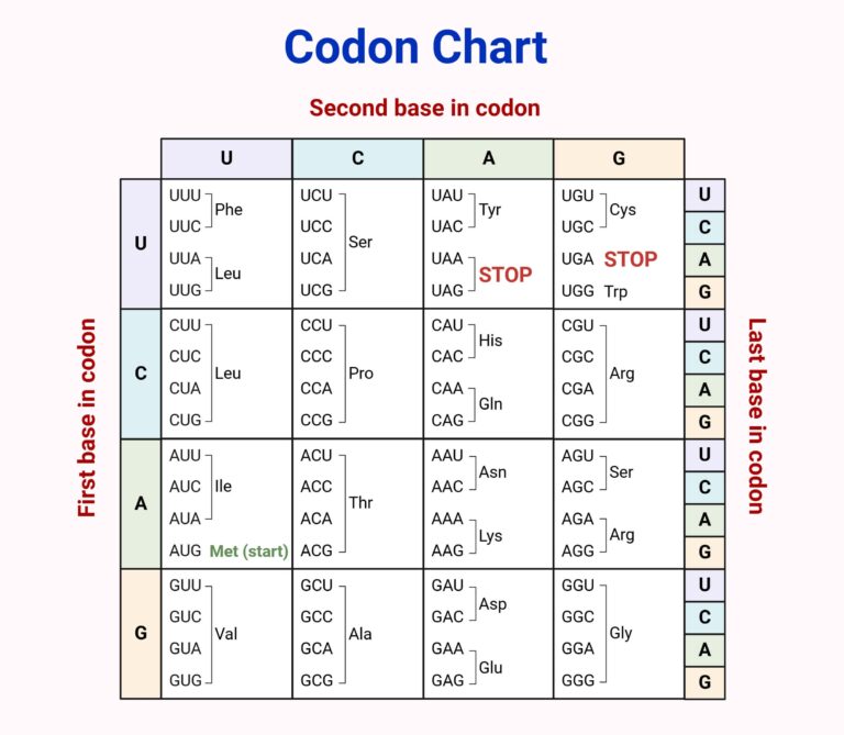 Codon Chart Table Amino Acids RNA Wheel Explained