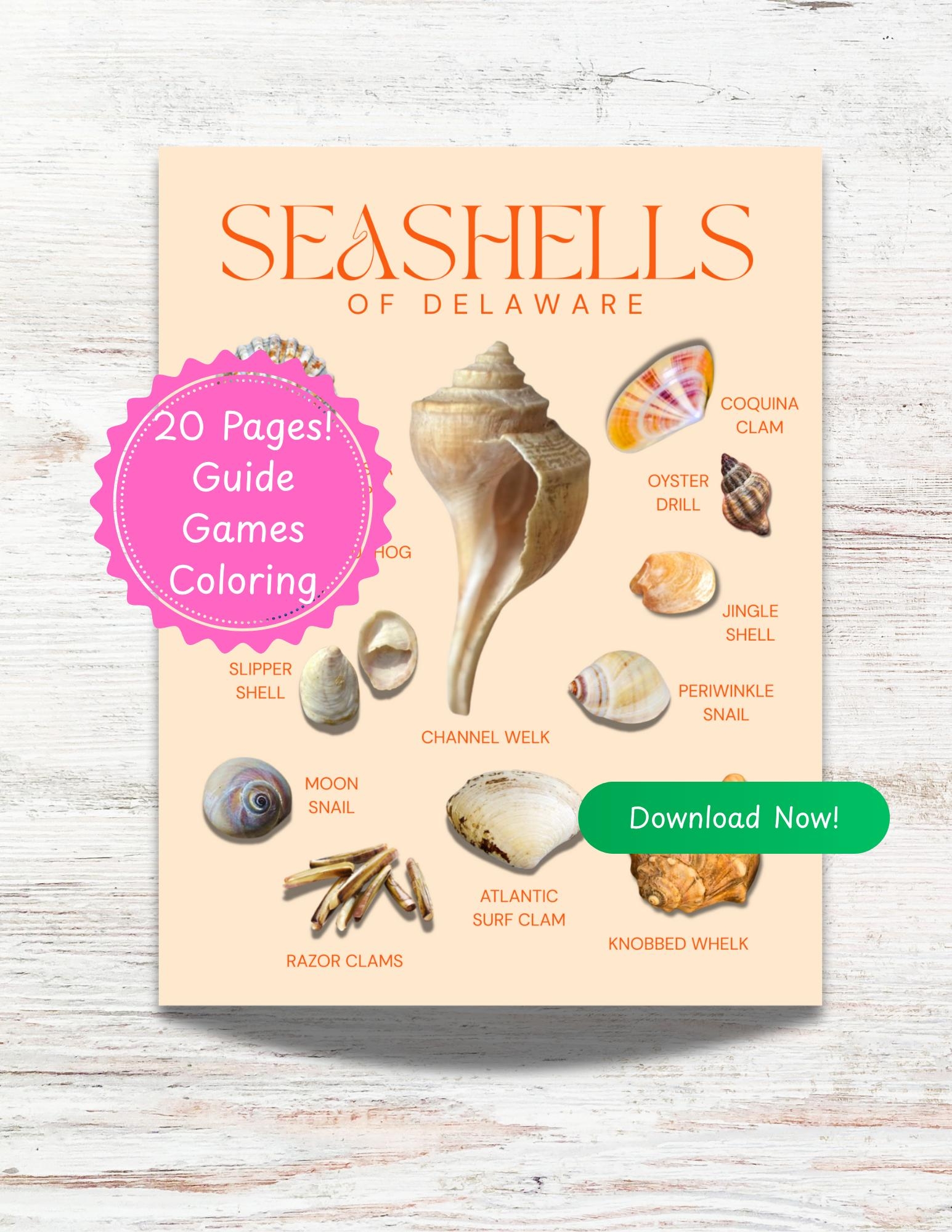 printable seashell identification chart