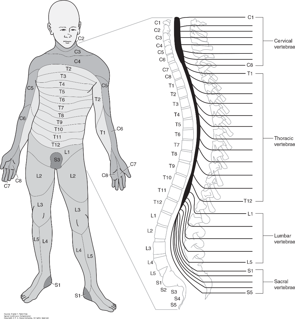 Dermatome Chart Printable Printable Art Activities