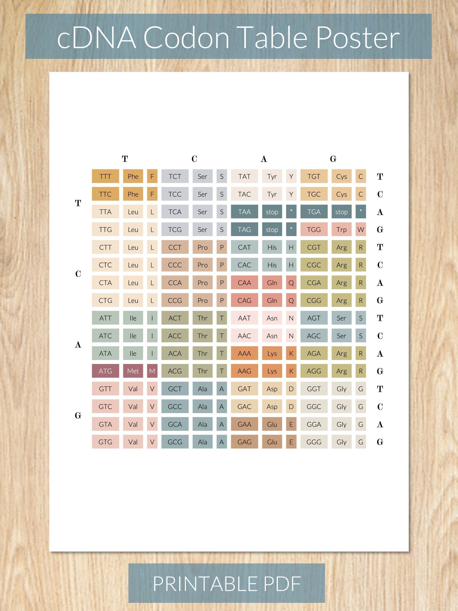DNA Codon Table Printable Poster Etsy