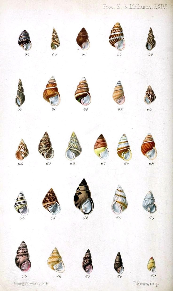 printable seashell identification chart