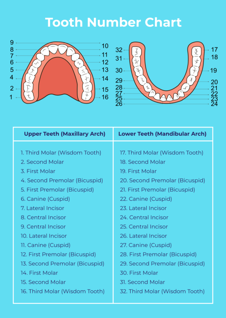 Free Tooth Number Chart Template To Edit Online