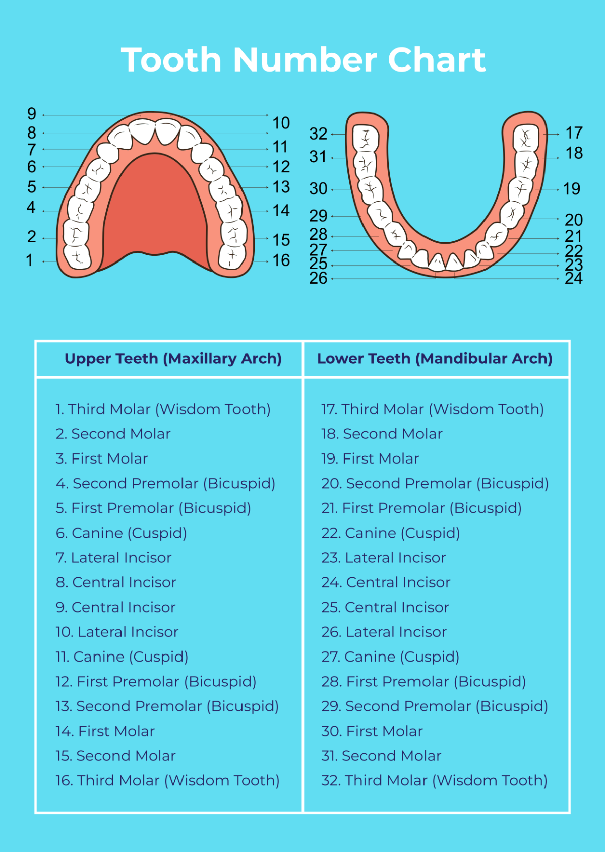 Free Tooth Number Chart Template To Edit Online