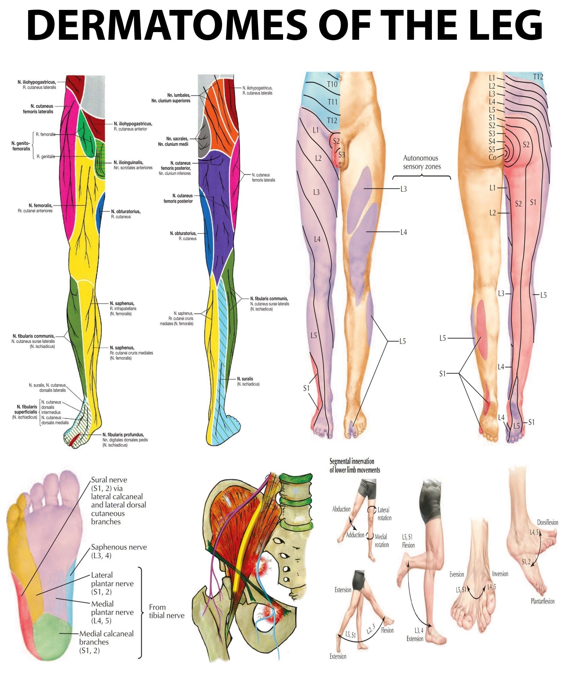 Leg Dermatomes Mapping The Neurological Pathways High resolution PDF Ready to print Poster Etsy