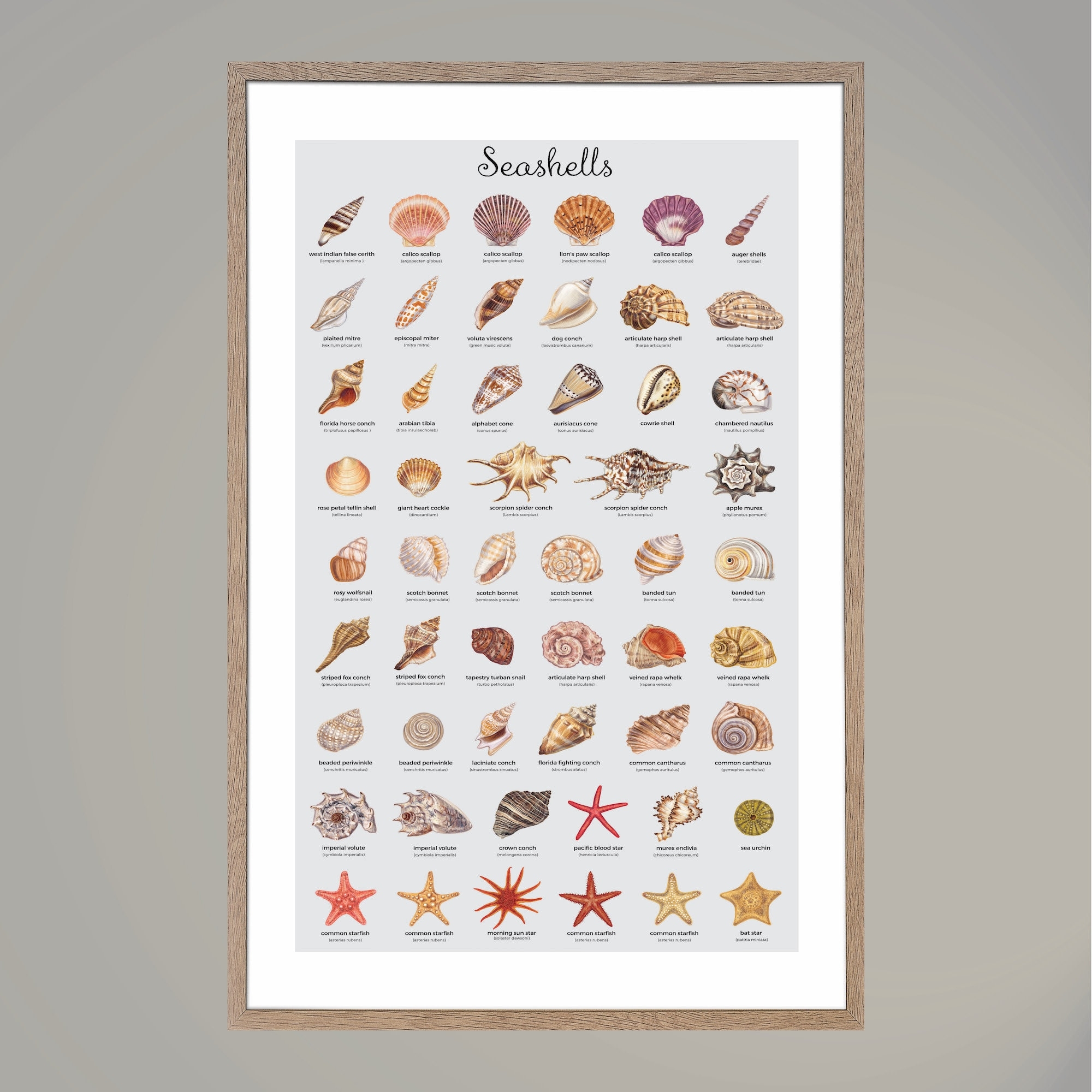 Name That Seashell Print Coastal Wall Art Poster Etsy